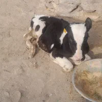 یک راس گوساله نر|حیوانات مزرعه|تاکستان, |دیوار