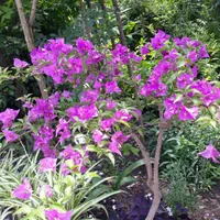 فروش انواع گل و نهال|گل و گیاه طبیعی|آستارا, |دیوار