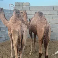 شتر نر|حیوانات مزرعه|بندرعباس, |دیوار