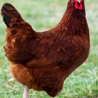 فروش جوجه محلی ۱۵ روزه نژاد دار