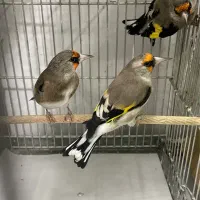 سره ۲رگ جفتی قناری