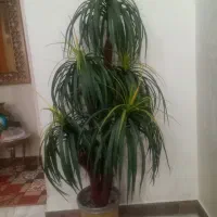 درختچه مصنوعی  نخل خارجی قد۱ونیم متر نو