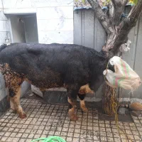 ذبح گاو گوساله گوسفند سلاخ سلاخی قصاب قصابی