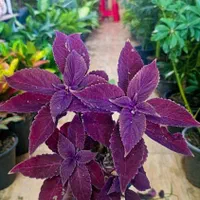 حسن یوسف جدید رسید|گل و گیاه طبیعی|بیرجند, |دیوار