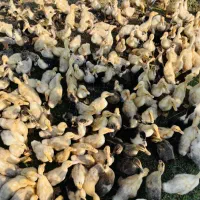 جوجه اردک و غاز بالغ