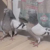 کبوتر اصفهانی خاکی کاغذی