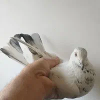 چنتا گرفتنی خوب.عروس هلندی