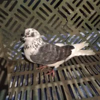 سه کبوتر|پرنده|خان ببین, |دیوار
