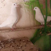 کبوتر|پرنده|ارزوئیه, |دیوار