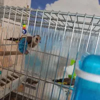 سهره|پرنده|قزوین, |دیوار