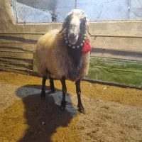 2راس قوچ افشاری درجه یک|حیوانات مزرعه|مبارکه, |دیوار