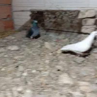 کبوتر|پرنده|گنبد کاووس, |دیوار