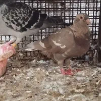 پلاکی|پرنده|بندرعباس, |دیوار