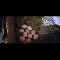 تخم مرغ نطفه دار تضمینی