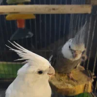 عروس هلند جفت نر و ماده مولد تخم گذار|پرنده|بندرعباس, |دیوار