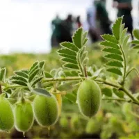 اجاره-زمین-دیم