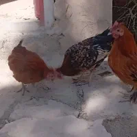 تخم مرغ سبرایت و میناتور|حیوانات مزرعه|دماوند, دماوند|دیوار