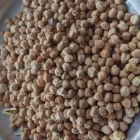 700کیلو نخود