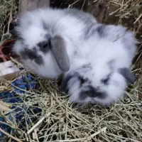 خرگوش لوپ نر و وماده