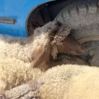 بره ماده چاق و چله خوش قیافه