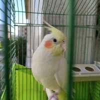 عروس هلندی الماس