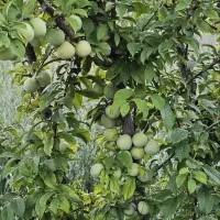 زمین باغی دور دیوار در مجتمع باغی نگهبان ۲۴ ساعته