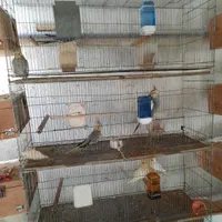 عروس هلندی،فنچ