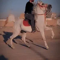 اسب سیلمی اصیل کورد|اسب و تجهیزات اسبسواری|دیواندره, |دیوار