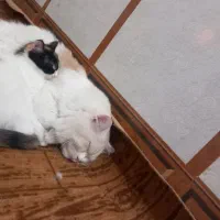 گربه ی نر رایگانه|گربه|اهواز, عین ۲|دیوار