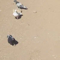 فروش چند عدد کبوتر سالم|پرنده|کاشان, مزرعه نو|دیوار