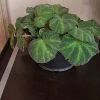 گل طبیعی بگونیای موکتی