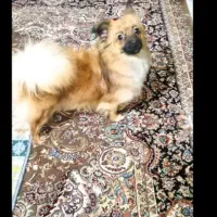 پامر اشپیتز اورجینال