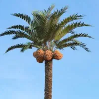 دمیمیت قندی