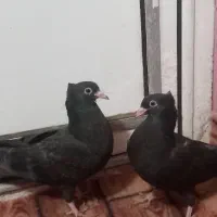 کبوتر|پرنده|تبریز, |دیوار