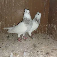 کبوتر