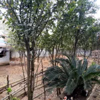 750متر زمین مسکونی با بنا قابل سکونت /*|فروش خانه و ویلا|لشت نشا, |دیوار