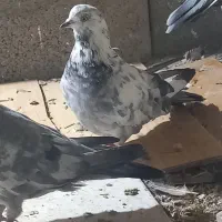کبوتر گمشده