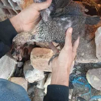 جوجه محلی|حیوانات مزرعه|زابل, |دیوار