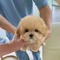 سگ سفید|سگ|زنجان, |دیوار