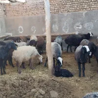 55راس گوسفند،میش بره دار،بره نر و ماده،فروش فوری|حیوانات مزرعه|تاکستان, |دیوار