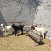 فروش ۶تا کهره نر سالم و سرحال|حیوانات مزرعه|مهر, |دیوار