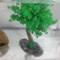 بچه ماهی گوپی دانه ۵تومن|ماهی|شیراز, درکی|دیوار