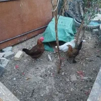 فروش مرغ محلی اصیل تخم گذار|حیوانات مزرعه|لامرد, |دیوار