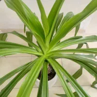 گل برگ ذرتی|گل و گیاه طبیعی|شیراز, تحویلی|دیوار