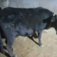 دوتا گوساله نر ویک ماده|حیوانات مزرعه|ایجرود, |دیوار