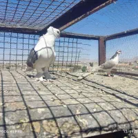 پرنده