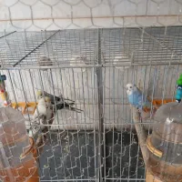 فروش ۲ جفت مرغ عشق