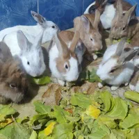 خرگوش دورگه ماده ساده نر لپ|موش و خرگوش|شاندیز, |دیوار