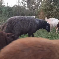 حیوانات مزرعه