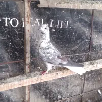 کفتر|پرنده|پارس‌آباد, |دیوار